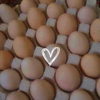 تخمرغ|خوردنی و آشامیدنی|نیشابور, رحمت آباد|دیوار