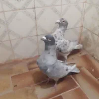 دوتا نر سور و موشی.با یک جفت شیرازی