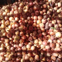 انار اقتصادی آبگیری و رب پزی|خوردنی و آشامیدنی|یزد, |دیوار