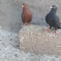 کبوتر رنگی و عراقی|پرنده|اهواز, کوی مندلی(سه راه خرمشهر)|دیوار