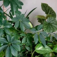 گل طبیعی|گل و گیاه طبیعی|کرمانشاه, |دیوار