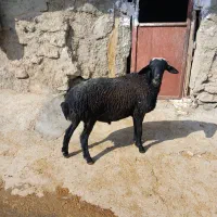 فروش قوچ سه۳شیره ودوراس بره ماده|حیوانات مزرعه|قلقل رود, |دیوار