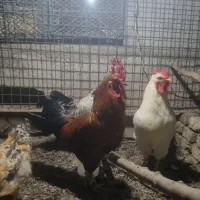 خروس  چاق