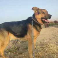 سگ ژرمن شپرد