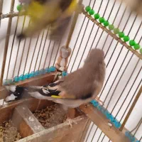 سهر جوجه|پرنده|قم, شهرک قدس|دیوار