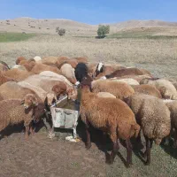 بره پایه پرواری