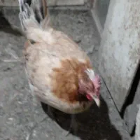 مرغ کرچ محلی