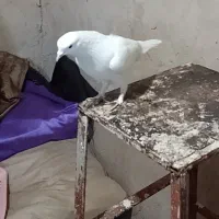 کفتر باخت رفته