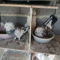 کبوتر طوقی وکله خال اینا|پرنده|سنندج, |دیوار