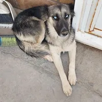 سگ ماده هاسکی