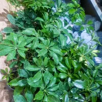 شفلر ۷۵|گل و گیاه طبیعی|بیرجند, |دیوار