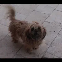 واگذاری سگ شیدزو