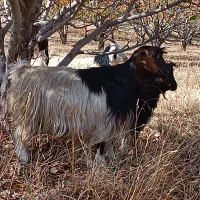 بزهای خانگی کاملا جوان و سالم|حیوانات مزرعه|سیلوانه, |دیوار