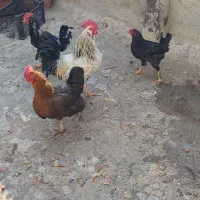 مرغ وخروس|حیوانات مزرعه|شهریار, رضی آباد بالا|دیوار