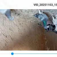 کبوتر پرشی المانی پلاکی|پرنده|کاشمر, |دیوار