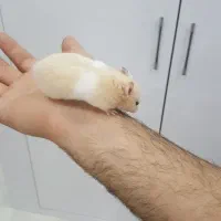 همستر|موش و خرگوش|مشهد, وکیل‌آباد|دیوار