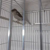 قناری نر گلاستر مست مست