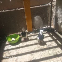 جفت طوقی کلاهی