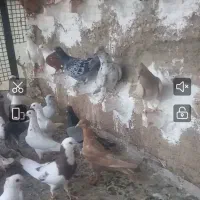 کبوتر کلاغ تیزه سر