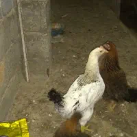 مرغ و خروس|حیوانات مزرعه|رشت, کوی قدس|دیوار