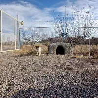 سگ گرگی وتوله|سگ|سراب, |دیوار