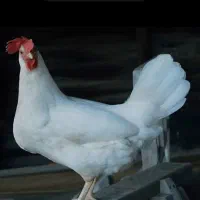 مرغ خروس قربونی
