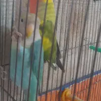 طوطی برزیلی مولد تخم گزاشتن با قفس و خونش