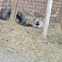 توله اصل|سگ|دشتابی, |دیوار