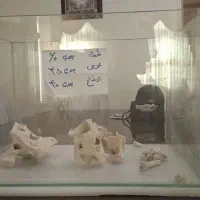 آکواریوم،سنگ تزئینی،دستگاه تایمردار غذا