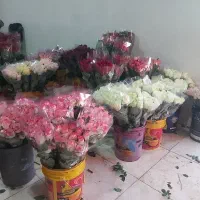 جذب نیرو درگلخانه|استخدام صنعتی، فنی، مهندسی|صحنه, |دیوار