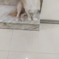 سگ اشپیتز|سگ|مشهد, امیر|دیوار