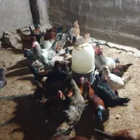 مرغ بومی محلی