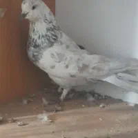 کبوتر|پرنده|ابهر, |دیوار