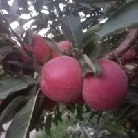 سیب قرمز درجه یک
