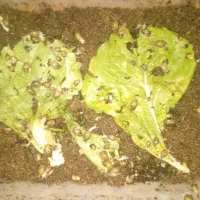 جوجه حلزون|خزنده|قم, هفت تیر|دیوار