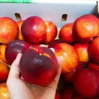 پیش فروش نهال شلیل مغان دوساله|خدمات باغبانی و درختکاری|جیرنده, |دیوار