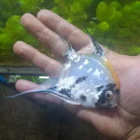 فروشگاه آکواریوم کاسپین
