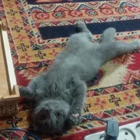 گربه اسکاتیش بلو
