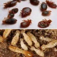 سمپاشی سوسک ساس ضمانت مهر فاکتور