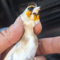 سهره چونه سفید