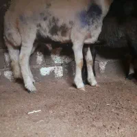 گوسفند بره نر و ماده بروجردی