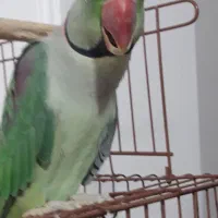 شاه طوطی سخنگو|پرنده|قائم‌شهر, |دیوار