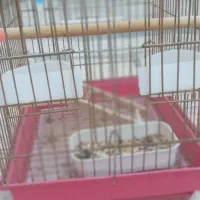 قفس عروس هلندی|لوازم جانبی حیوانات|شیراز, کوشک میدان|دیوار