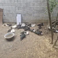 اردک|پرنده|کوچصفهان, |دیوار