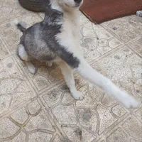 سگ هاسکیی ۹ماهه ماده واگذاری|سگ|پاکدشت, پاکدشت (مامازند)|دیوار