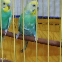 جفت مرغ عشق  با تخم|پرنده|بندر ماهشهر, |دیوار