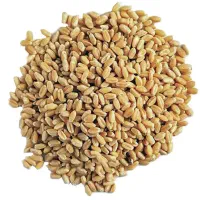 گندم بذری سیروان