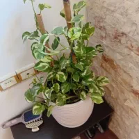 گل خانگی|گل و گیاه طبیعی|آستارا, |دیوار