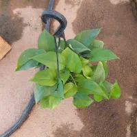 فروش و واگذاری اجناس گلخونه