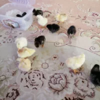 جوجه مرندی و گلین